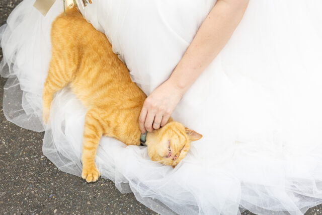 挙式,披露宴,パーティ,結婚式,ウェディング,ウェディングパーティ,カジュアルウェディング,貸切,会費制,1.5次会,2次会,ご祝儀,会費,会食会,家族挙式,武雄、佐賀、プルミエ